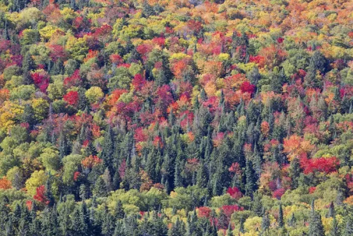 Framed Print : Canada, Quebec, Mount Tremblant National Park. Forest in fall colors. Credit as Framed Print : Canada, Quebec, Mount Tremblant National Park. Forest in fall colors. Credit as