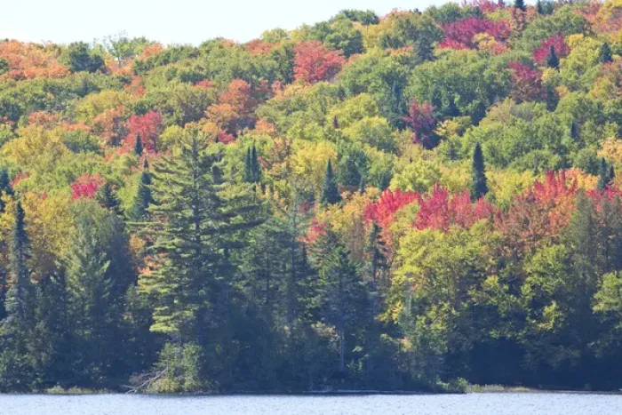 Framed Print : Canada, Quebec, Mount Tremblant National Park. Fall colors along Lake Monroe. Credit as Framed Print : Canada, Quebec, Mount Tremblant National Park. Fall colors along Lake Monroe. Credit as