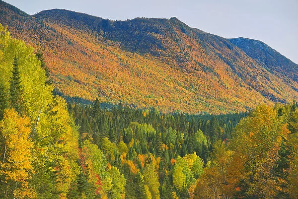 Canada, Quebec, Parc National de la Gaspesie. Autumn colors in Chic-Choc Mountains