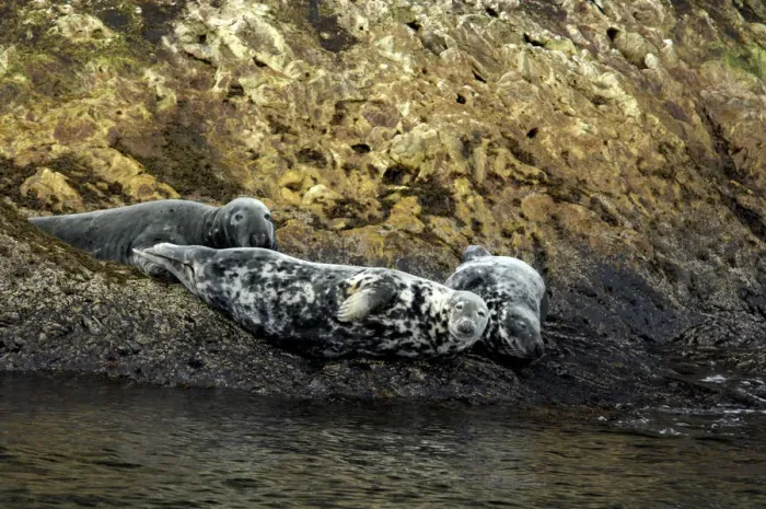 Framed Print : Canada, Quebec, Perce. Bonaventure Island, harbor seals. National Park. IMAGE RESTRICTED Framed Print : Canada, Quebec, Perce. Bonaventure Island, harbor seals. National Park. IMAGE RESTRICTED