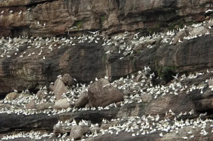 Framed Print : Canada, Quebec, Perce. Bonaventure National Park, worlds largest Northern Gannet colony Framed Print : Canada, Quebec, Perce. Bonaventure National Park, worlds largest Northern Gannet colony
