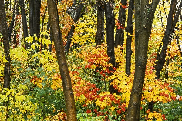 Canada, Quebec, Quebec City, fall foliage
