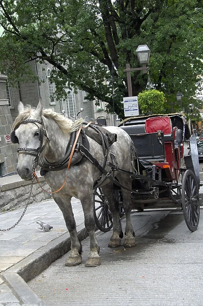 Canada, Quebec, Quebec City. Old Quebec, traditional horse carriage. IMAGE RESTRICTED