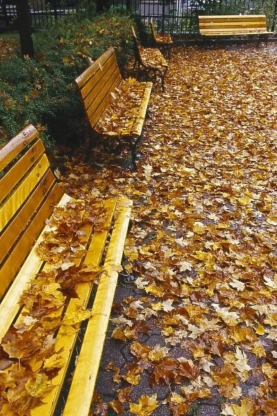 Canada, Quebec, Quebec City, park benches covered with fall leaves