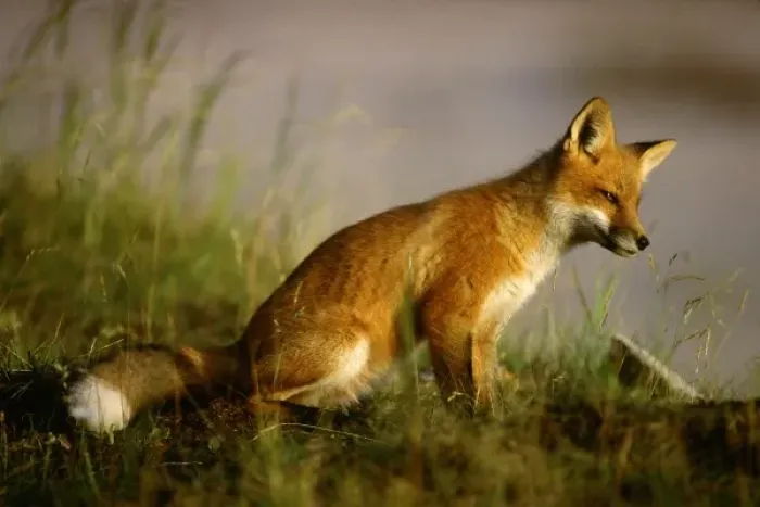 Framed Print : Canada, Quebec. Red fox cub at sunrise. Credit as: Gilles Delisle  /  Jaynes Gallery  /  DanitaDelimont