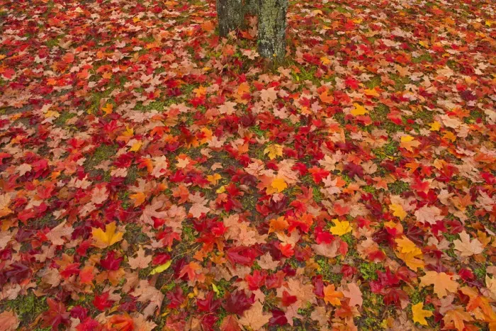 Framed Print : Canada, Quebec, Rimouski. Sugar maple leaves and tree trunk