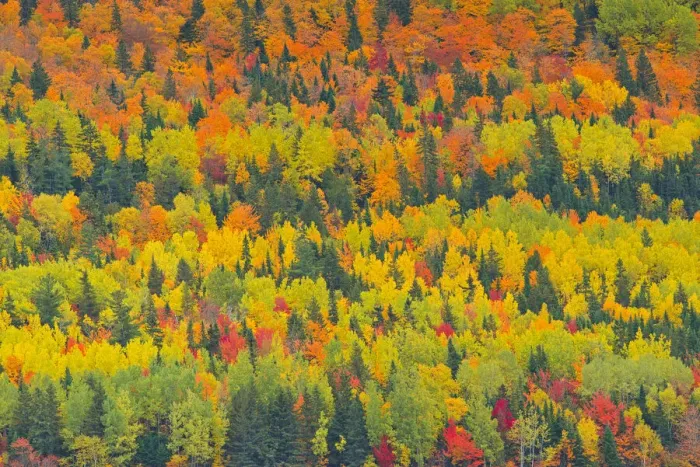 Framed Print : Canada, Quebec, Saint Pacome. Autumn forest colors in Notre Dame Mountains