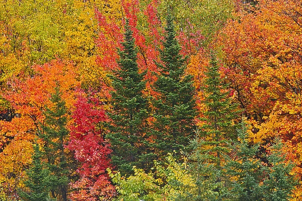Canada, Quebec, Saint-Pacome. Mixedwood forest in autumn