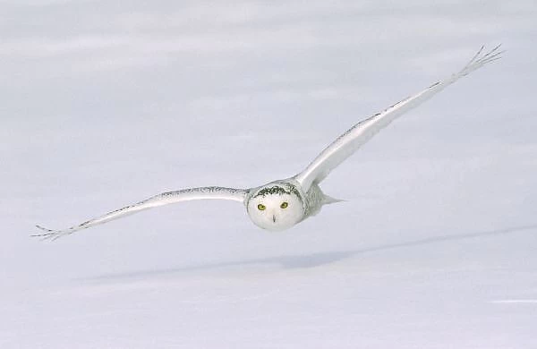 Canada, Quebec. Snowy owl flies low over snow