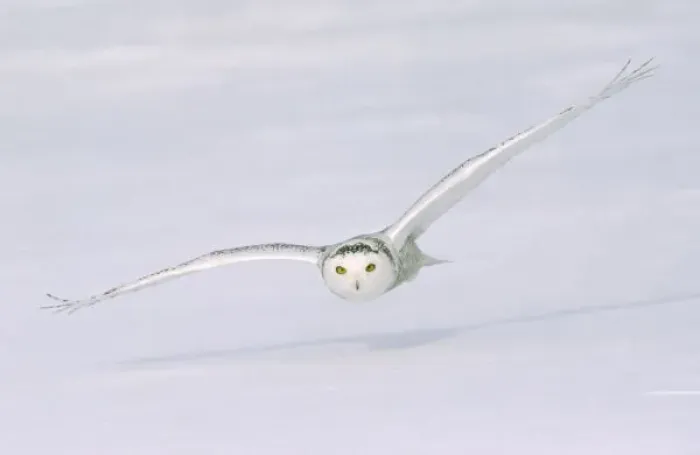 Framed Print : Canada, Quebec. Snowy owl flies low over snow Framed Print : Canada, Quebec. Snowy owl flies low over snow