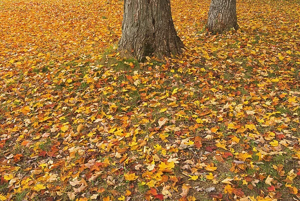 Canada, Quebec, St. Michel de Belle Chasse. Sugar maple leaves in autumn