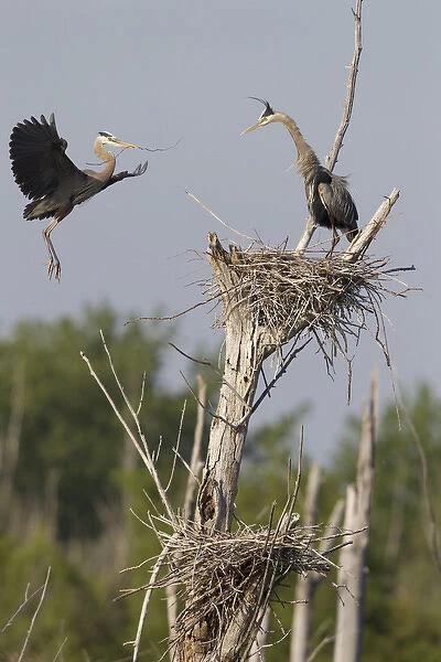 Canada, Quebec, St-Thimotee. Great blue herons at their nest atop dead tree. Credit as