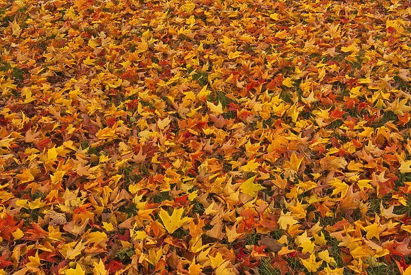 Canada, Quebec, Ste. Famille on Ile d Orleans. Fallen sugar maple leaves in autumn
