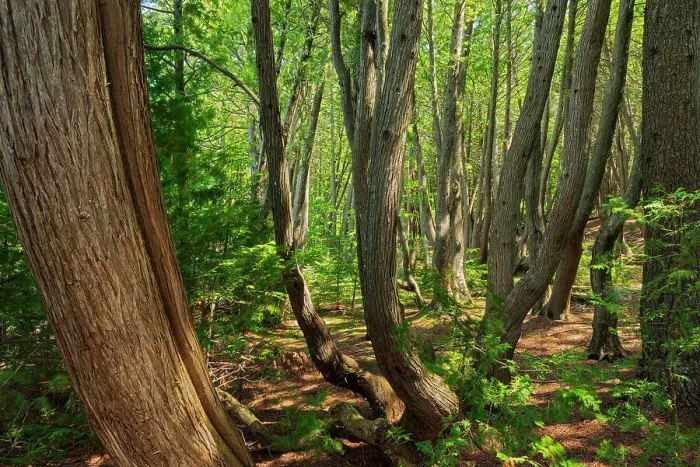 Framed Print : Canada, Quebec, Ville-Marie, Coaticook Gorge Park. Part of The Enchanted Forest