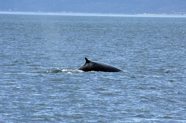 Canada, Quebec. Whale watching on the St. Lawrence River, fin whale. Saguenay National Park area
