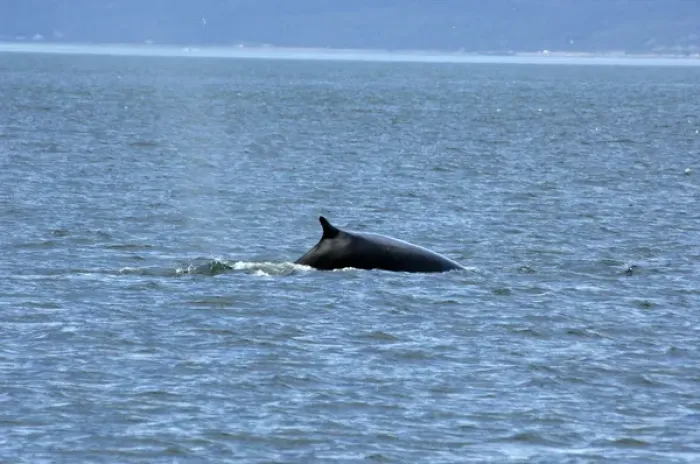 Framed Print : Canada, Quebec. Whale watching on the St. Lawrence River, fin whale. Saguenay National Park area Framed Print : Canada, Quebec. Whale watching on the St. Lawrence River, fin whale. Saguenay National Park area