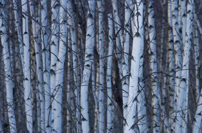 Framed Print : Canada, Quebec, Yamaska National Park. Gray birch forest Framed Print : Canada, Quebec, Yamaska National Park. Gray birch forest
