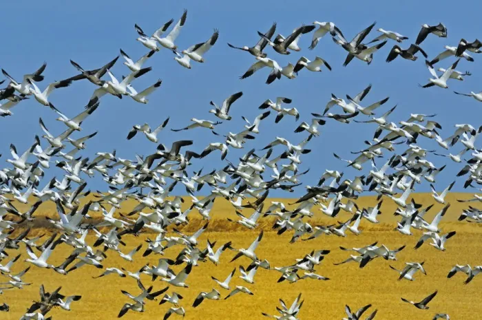 Framed Print : Canada, Saskatchewan, Beechy. Snow geese in flight