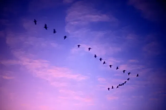 Framed Print : Canada, Saskatchewan, Canada Geese (Branta canadensis) fly past clouds lit by setting Framed Print : Canada, Saskatchewan, Canada Geese (Branta canadensis) fly past clouds lit by setting