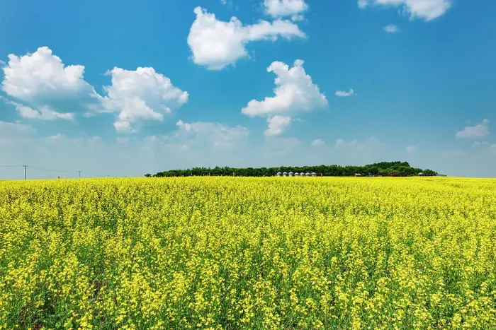 Framed Print : Canada, Saskatchewan, Foam Lake. Field of yellow canola crop on farm Framed Print : Canada, Saskatchewan, Foam Lake. Field of yellow canola crop on farm