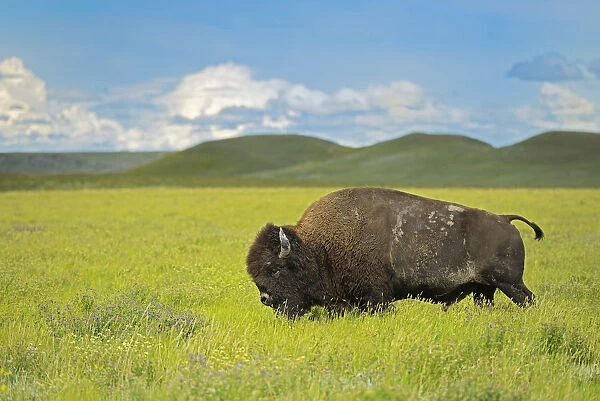 Canada, Saskatchewan, Grasslands National Park. Plains bison in grasslands. Credit as