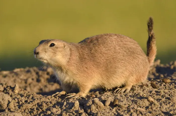 Framed Print : Canada, Saskatchewan, Grasslands National Park. Black-tailed prairie dog atop mound at sunset Framed Print : Canada, Saskatchewan, Grasslands National Park. Black-tailed prairie dog atop mound at sunset