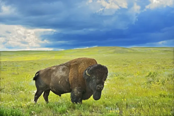 Framed Print : Canada, Saskatchewan, Grasslands National Park. Plains bison in grasslands. Credit as Framed Print : Canada, Saskatchewan, Grasslands National Park. Plains bison in grasslands. Credit as