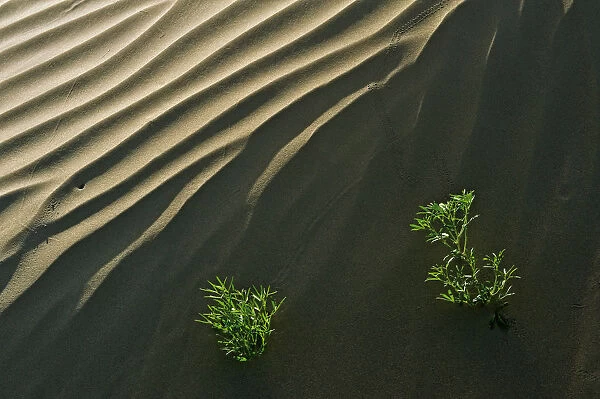 Canada, Saskatchewan, Great Sand Hills. Sand dune ripples and plants