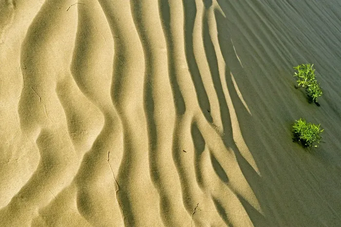 Framed Print : Canada, Saskatchewan, Great Sand Hills. Sand dune ripples and plants Framed Print : Canada, Saskatchewan, Great Sand Hills. Sand dune ripples and plants