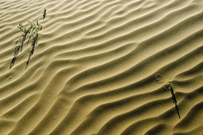 Framed Print : Canada, Saskatchewan, Great Sand Hills. Sand dune ripples and plants