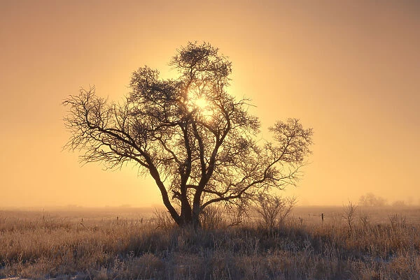 Canada, Saskatchewan. Hoarfrost on tree at sunrise