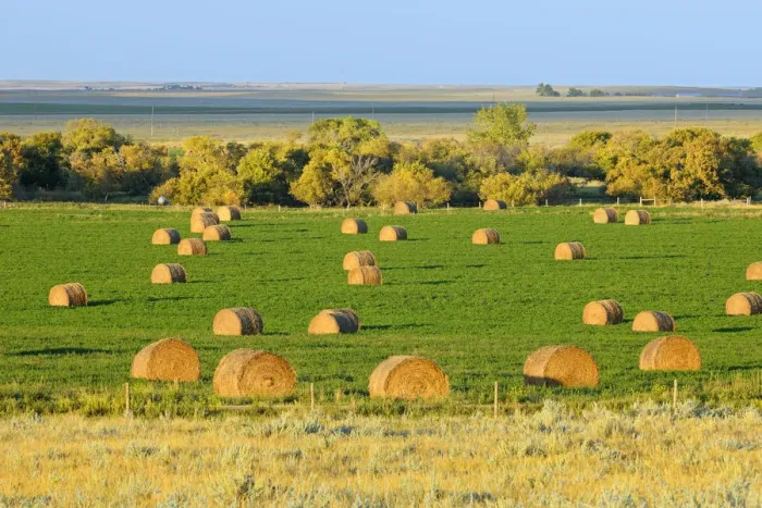Framed Print : Canada, Saskatchewan, Maple Creek. Bales at sunset, Saskatchewan, Canada. Credit as
