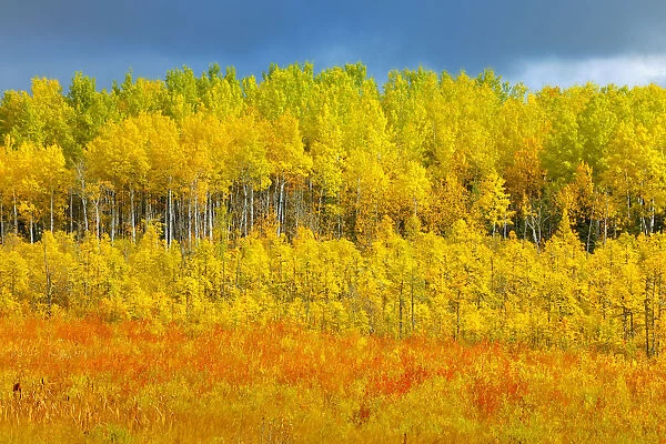 Canada, Saskatchewan, Meadow Lake. Autumn-colored trees