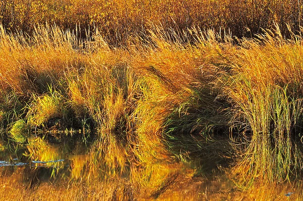 Canada, Saskatchewan, Prince Albert National Park. Autumn reflection of grasses along Spruce River