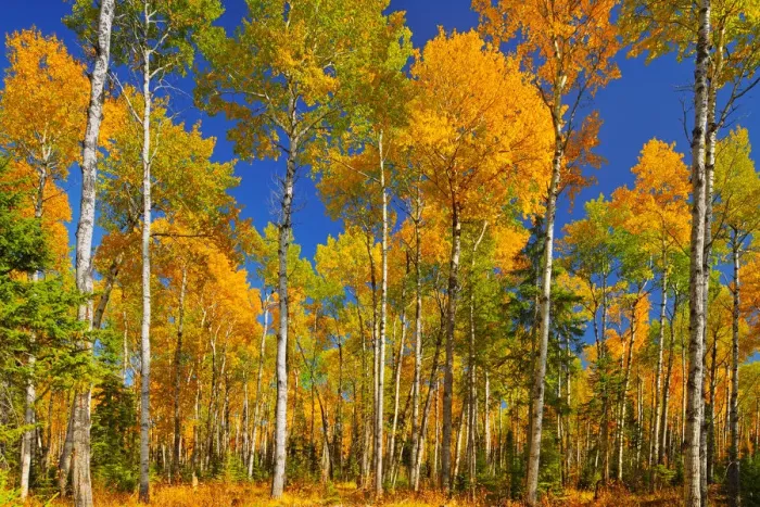 Framed Print : Canada, Saskatchewan, Prince Albert National Park. Trembling aspen forest in autumn colors Framed Print : Canada, Saskatchewan, Prince Albert National Park. Trembling aspen forest in autumn colors