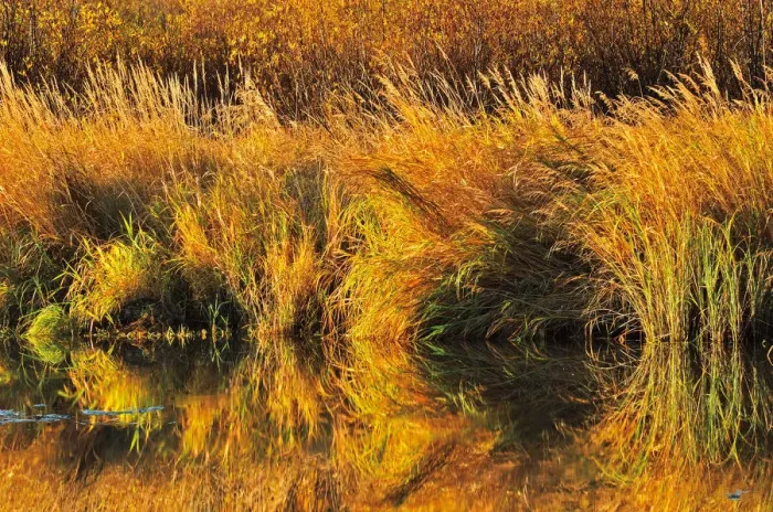 Framed Print : Canada, Saskatchewan, Prince Albert National Park. Autumn reflection of grasses along Spruce River Framed Print : Canada, Saskatchewan, Prince Albert National Park. Autumn reflection of grasses along Spruce River