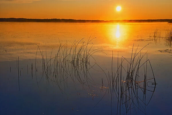 Canada, Saskatchewan, Saskatoon Island Provincial Park. Reeds reflect on Saskatoon Lake