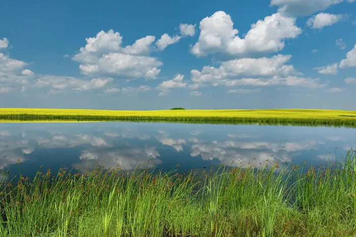 Framed Print : Canada, Saskatchewan, Viscount. Reflection in prairie pond water and canola crop Framed Print : Canada, Saskatchewan, Viscount. Reflection in prairie pond water and canola crop