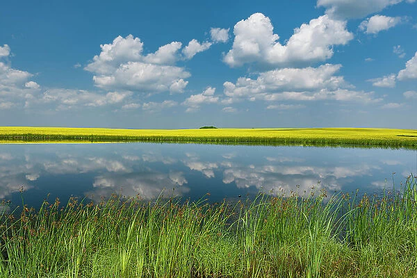 Canada, Saskatchewan, Viscount. Reflection in prairie pond water and canola crop