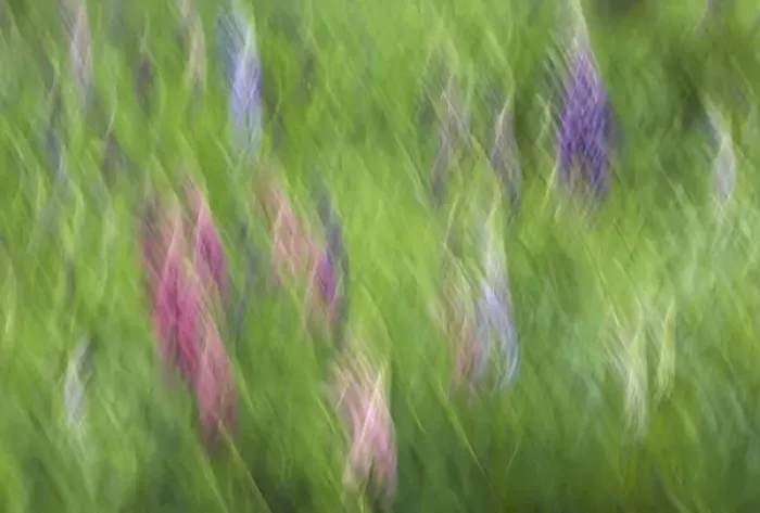Framed Print : Canada, Shampers Bluff. Abstract blur of garden colors Framed Print : Canada, Shampers Bluff. Abstract blur of garden colors