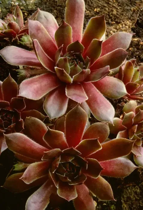 Framed Print : Canada, Shampers Bluff. Succulent plant close-up
