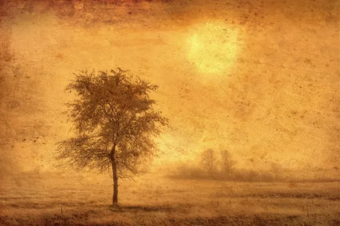 Framed Print : Canada. Tree in fog at sunrise. Credit as: Mike Grandmaison / Jaynes Gallery / DanitaDelimont Framed Print : Canada. Tree in fog at sunrise. Credit as: Mike Grandmaison / Jaynes Gallery / DanitaDelimont