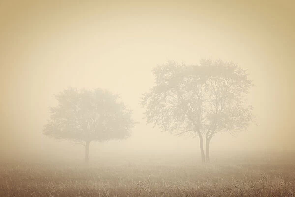 Canada. Trees in fog. Credit as: Mike Grandmaison  /  Jaynes Gallery  /  DanitaDelimont. com