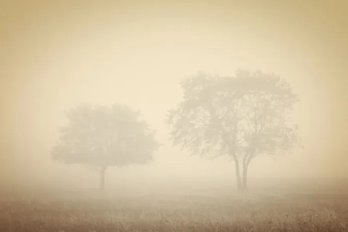 Framed Print : Canada. Trees in fog. Credit as: Mike Grandmaison  /  Jaynes Gallery  /  DanitaDelimont. com