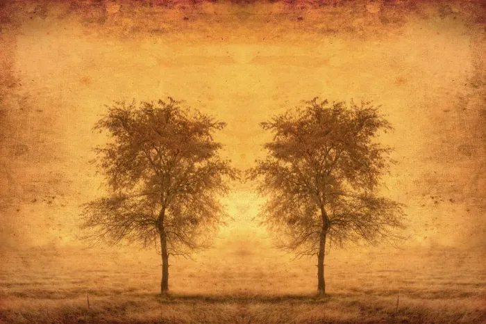 Framed Print : Canada. Trees in fog at sunrise. Credit as: Mike Grandmaison / Jaynes Gallery / DanitaDelimont Framed Print : Canada. Trees in fog at sunrise. Credit as: Mike Grandmaison / Jaynes Gallery / DanitaDelimont