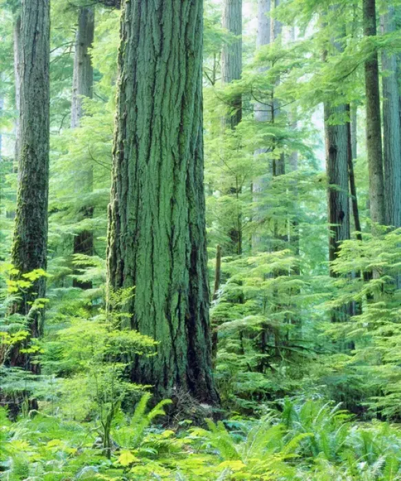 Framed Print : Canada, Vancouver Island, Old Growth Douglas Fir Tree some 600 years or more old Framed Print : Canada, Vancouver Island, Old Growth Douglas Fir Tree some 600 years or more old