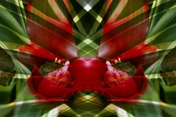 Framed Print : Canada, Victoria. Montage of bromeliad flower at Victoria Butterfly Gardens. Credit as Framed Print : Canada, Victoria. Montage of bromeliad flower at Victoria Butterfly Gardens. Credit as