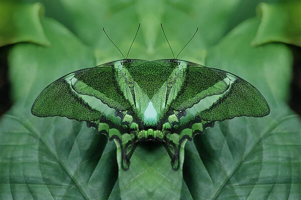 Canada, Victoria, Victoria Butterfly Gardens. Green butterfly montage. Credit as