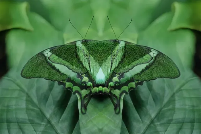 Framed Print : Canada, Victoria, Victoria Butterfly Gardens. Green butterfly montage. Credit as Framed Print : Canada, Victoria, Victoria Butterfly Gardens. Green butterfly montage. Credit as