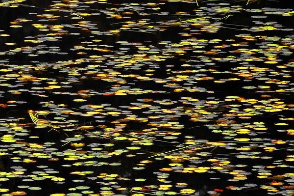 Canada. Water lilies abstract. Credit as: Mike Grandmaison  /  Jaynes Gallery  /  DanitaDelimont